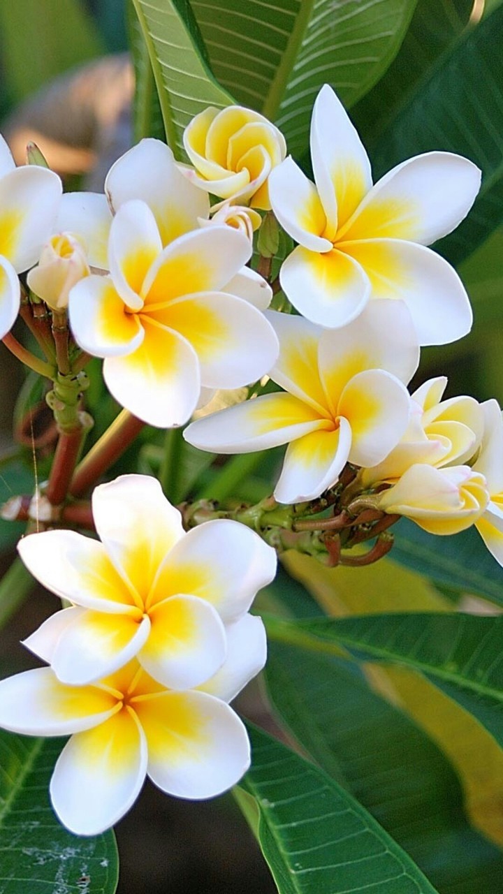 Beautiful Plumeria