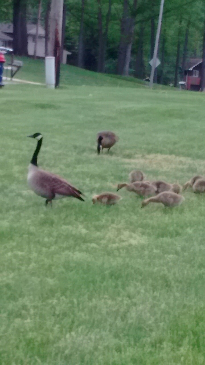 Canadian Geese