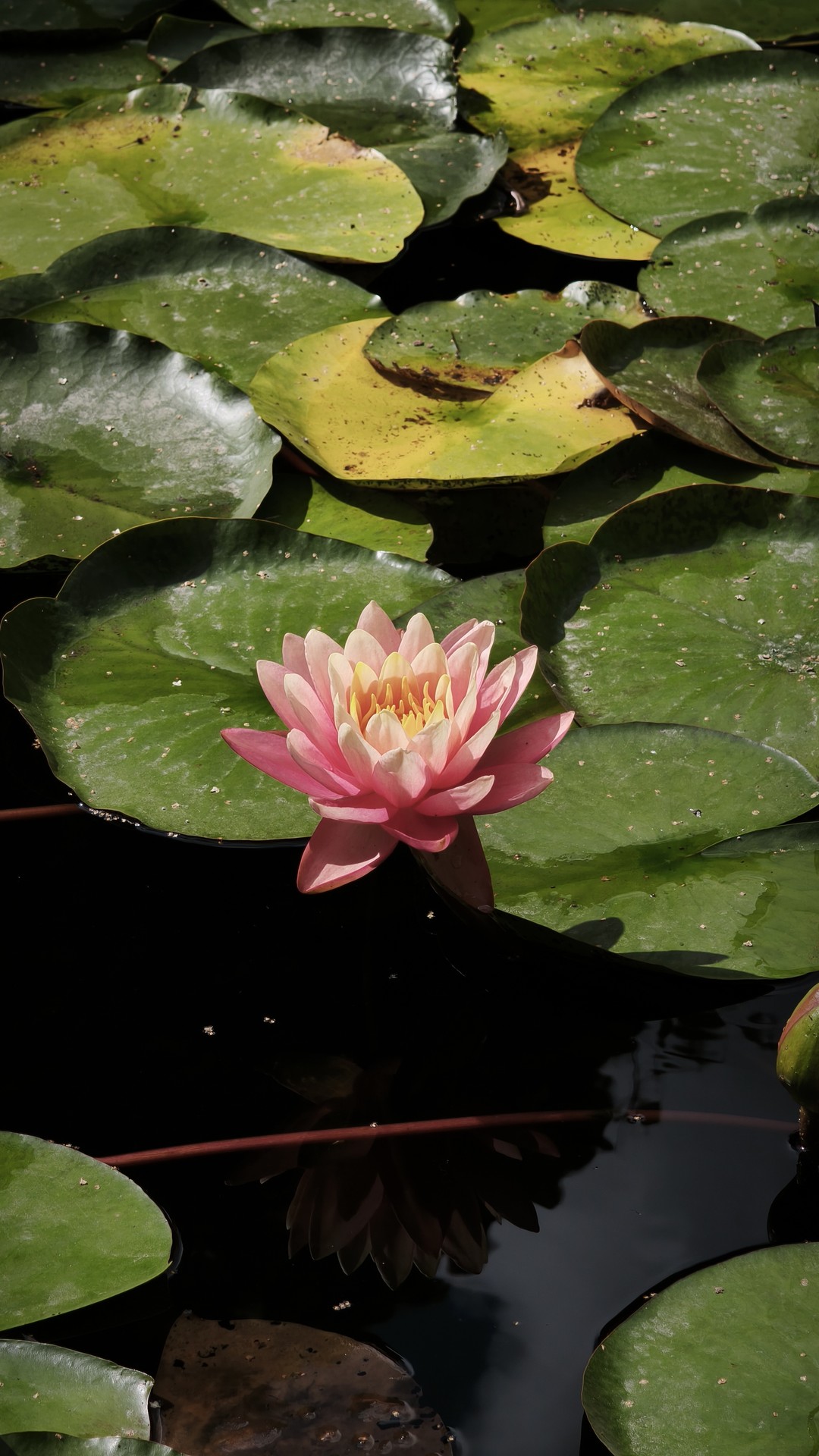 papéis de parede Pond, pink