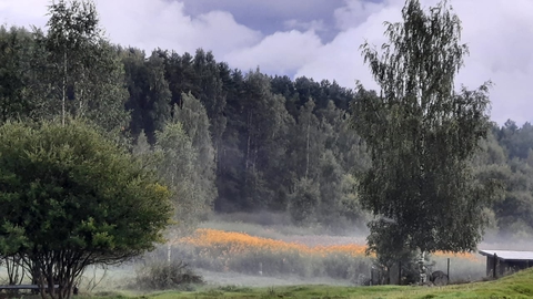 foggggggg