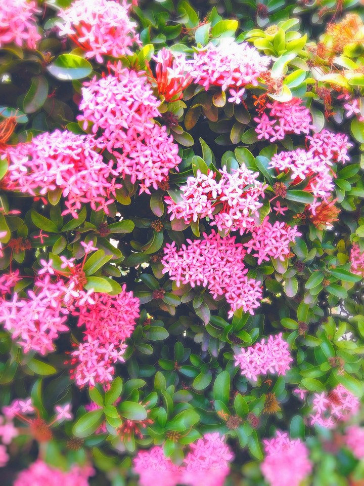 #blossom
