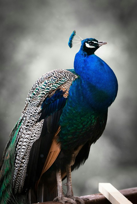 peafowl, phasianidae वॉलपेपर