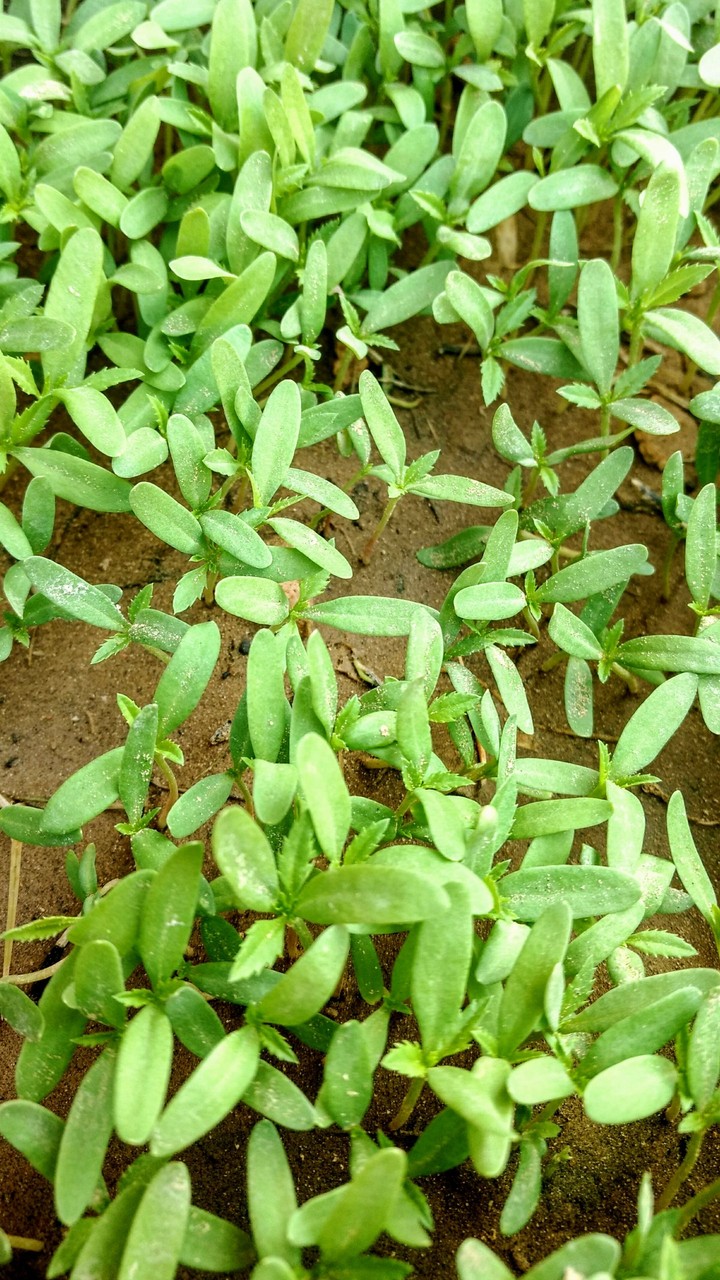 Small Plants