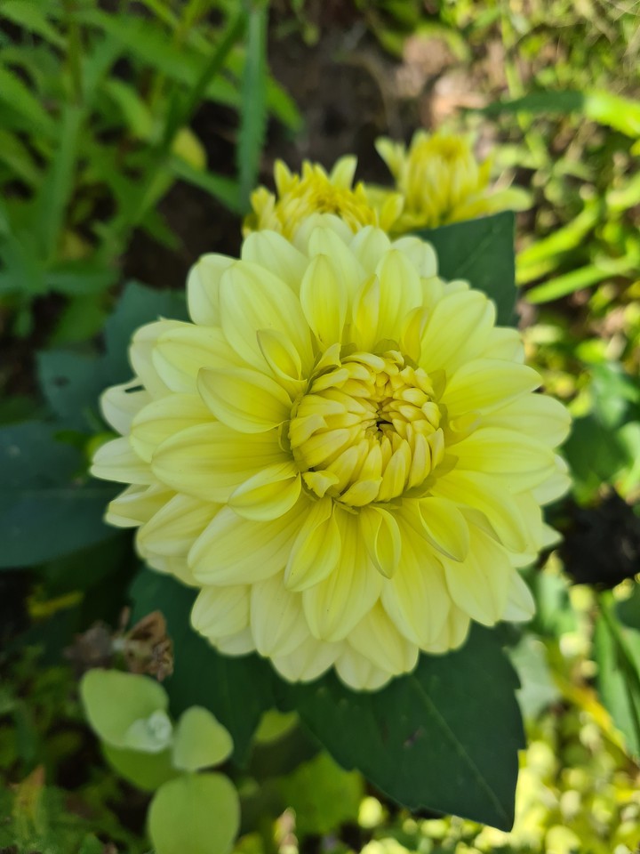 Blumen