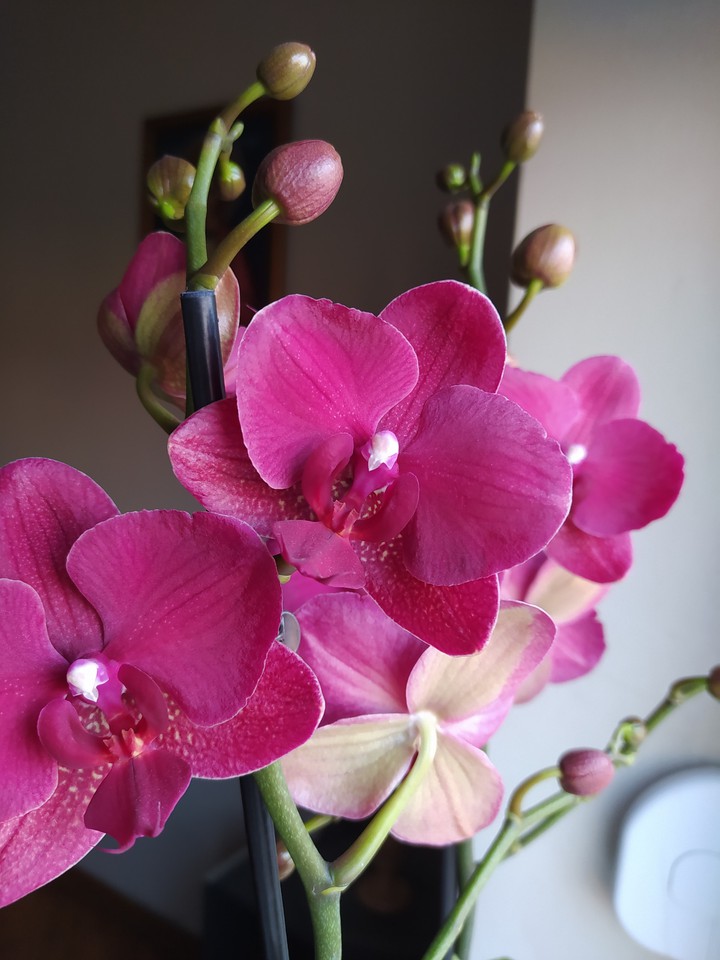 Orchid