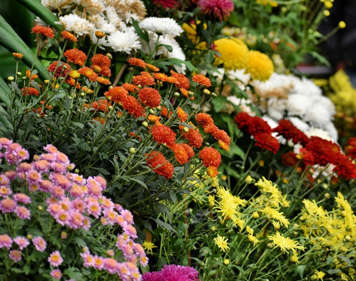 Floral blast!