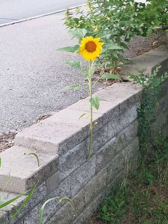 strong