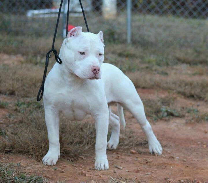 PIT