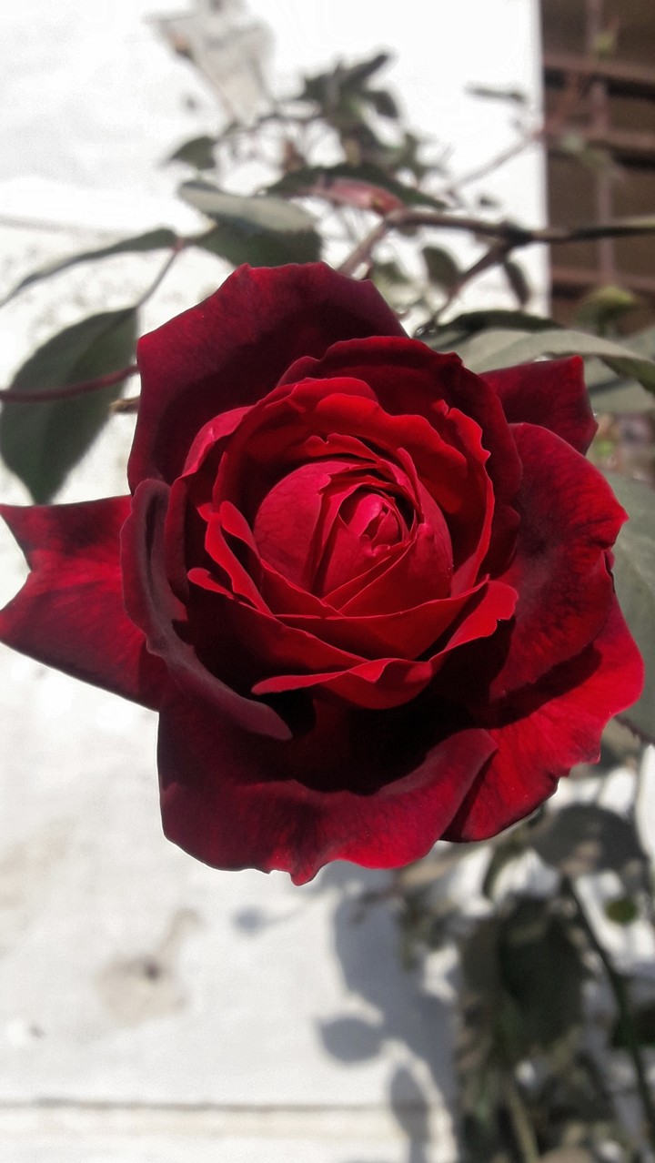 The Rose