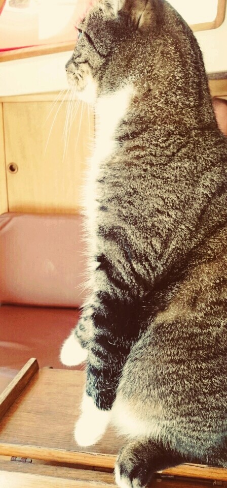 cat - meerkat ✌