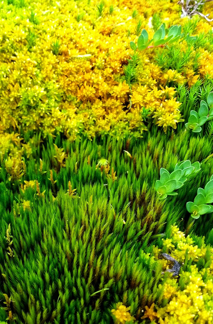 Amarelo