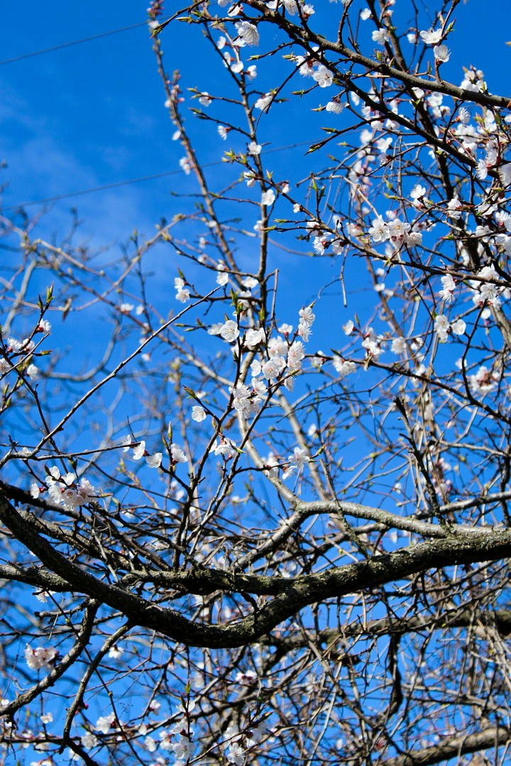 spring