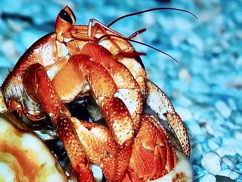 food, decapoda duvar kağıtları