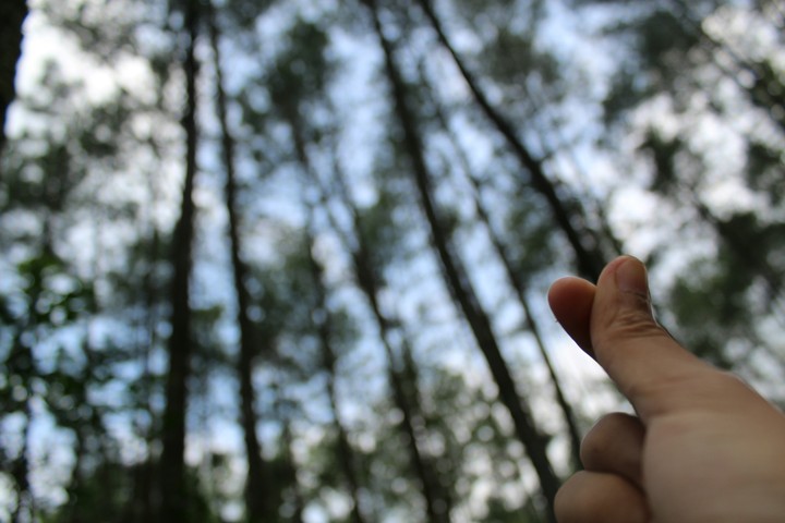 trees