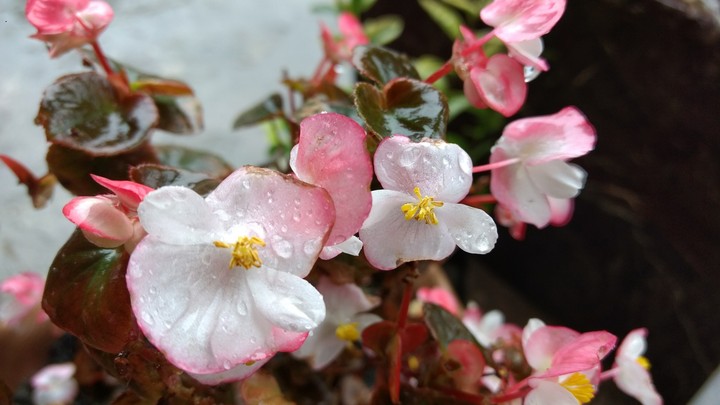 Blossom's