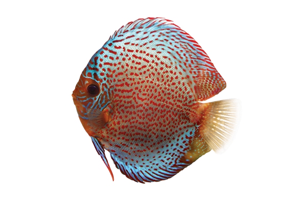 Discus