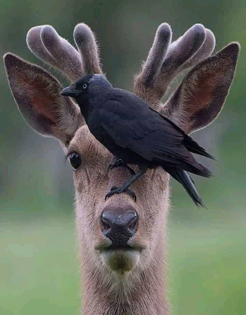 Love wild❤❤❤