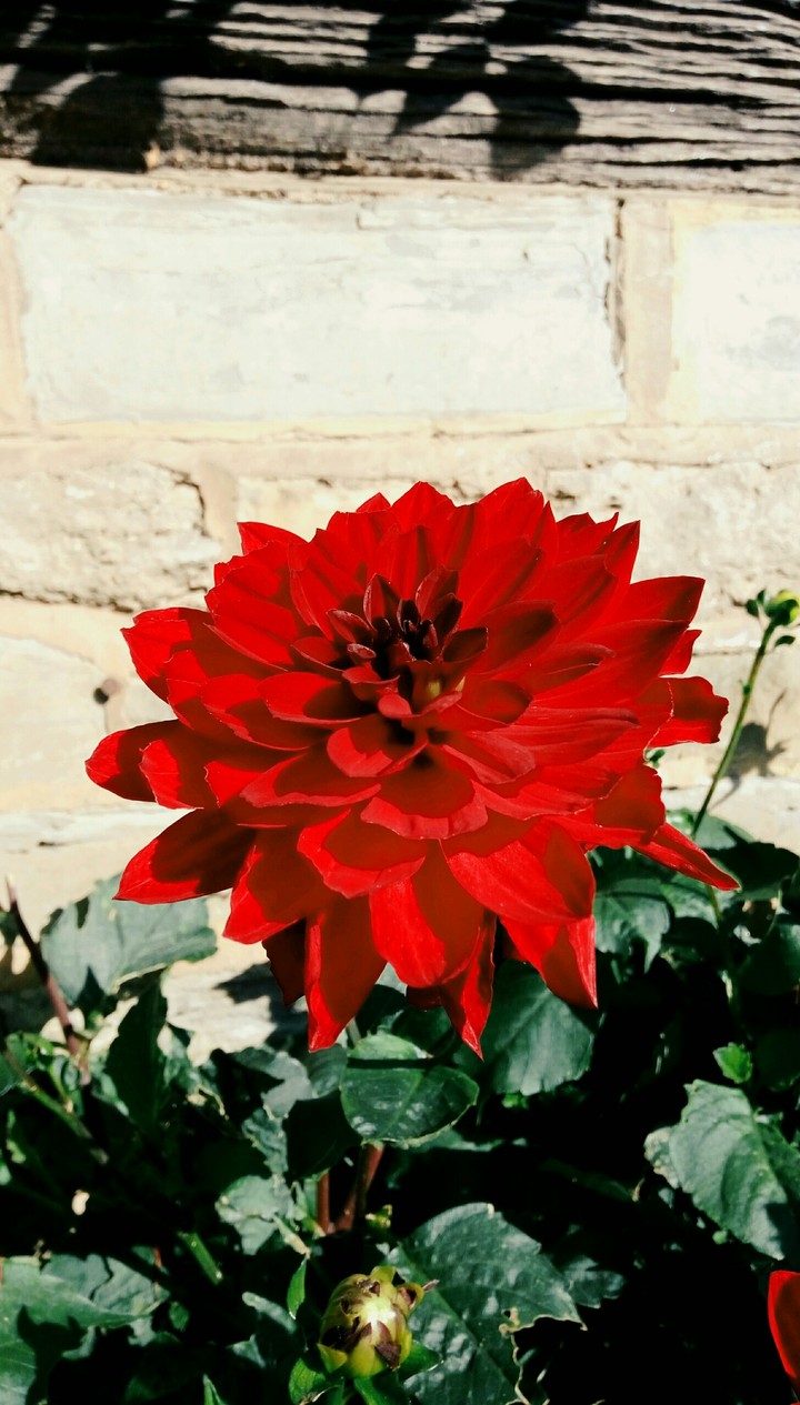 red