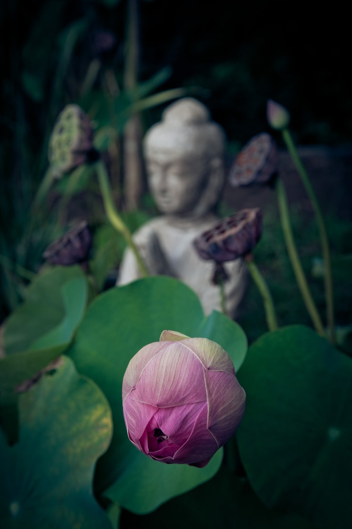 Lord Buddha ...