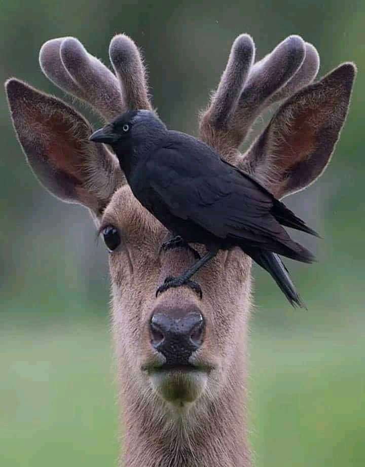 Love wild❤❤❤