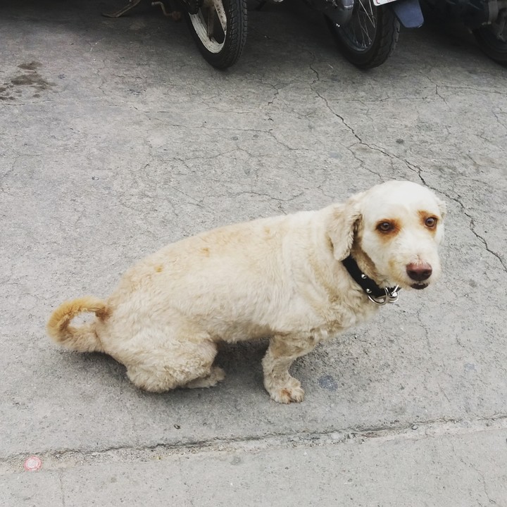 Dog