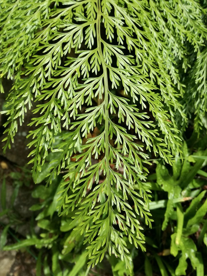 Fern leaf close up