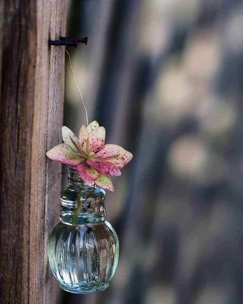 Flower ?