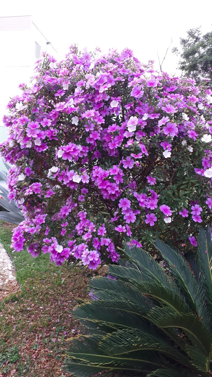 flores