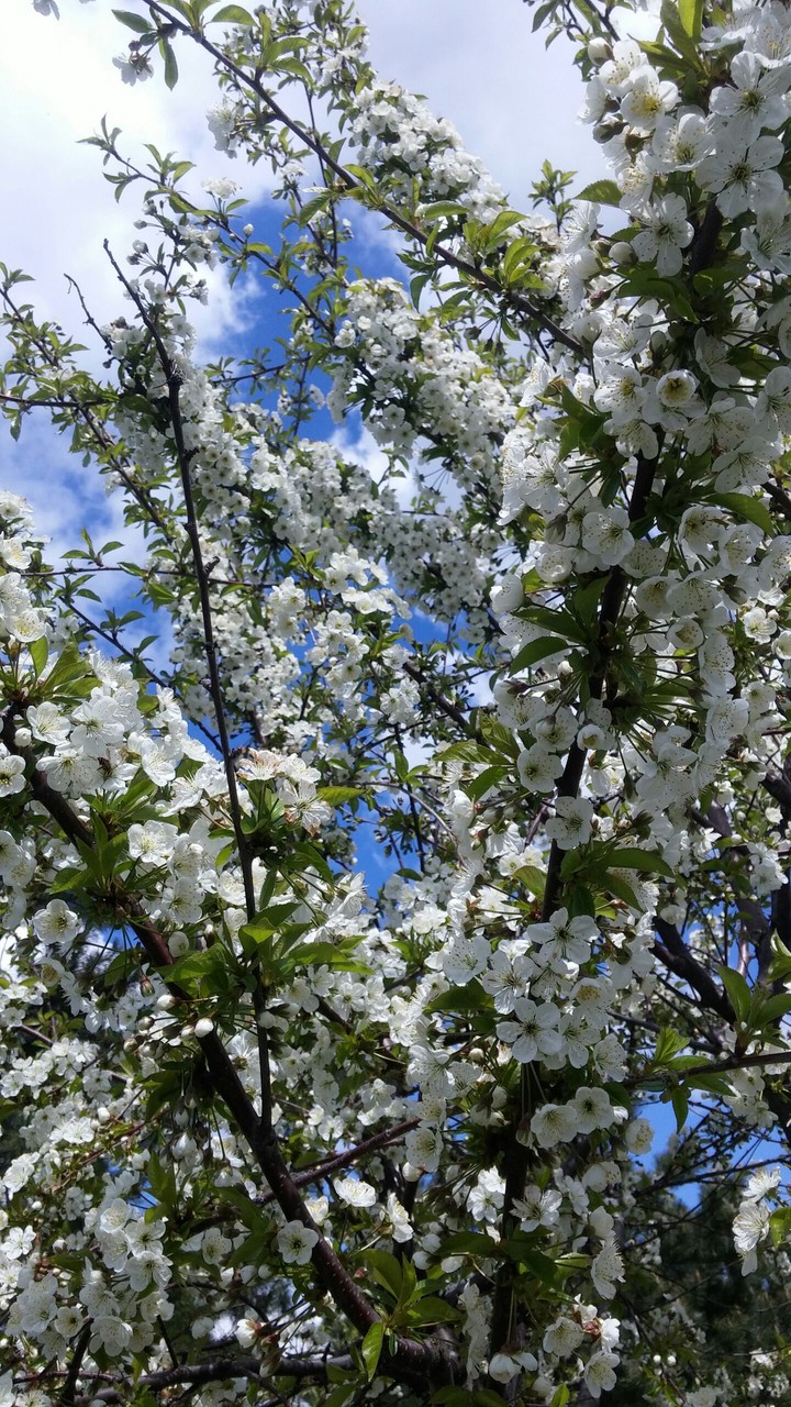 spring