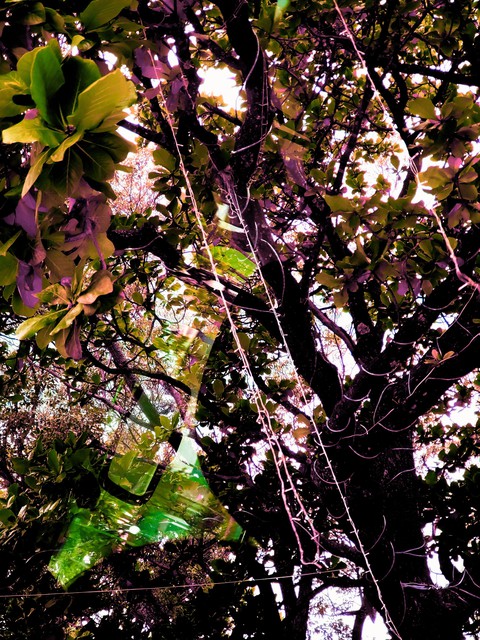 The wonder of nature