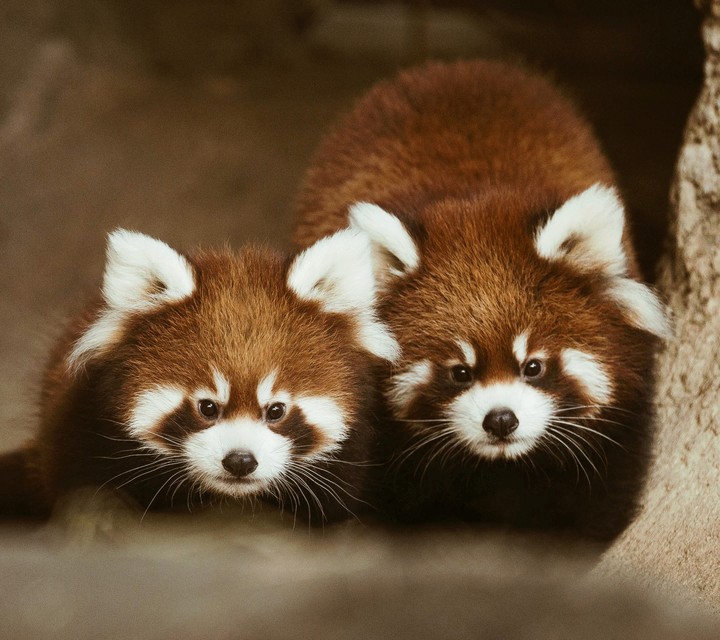 raccoons