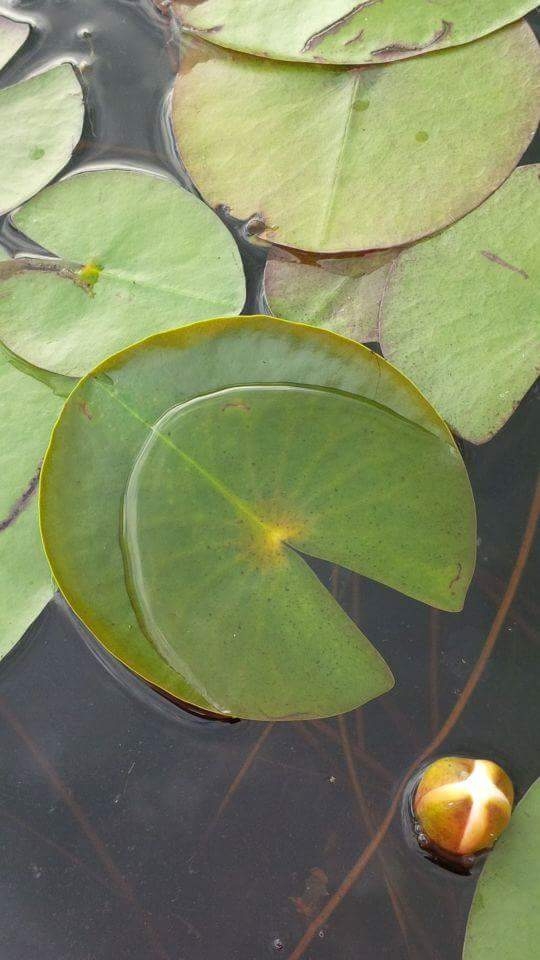 Lilly