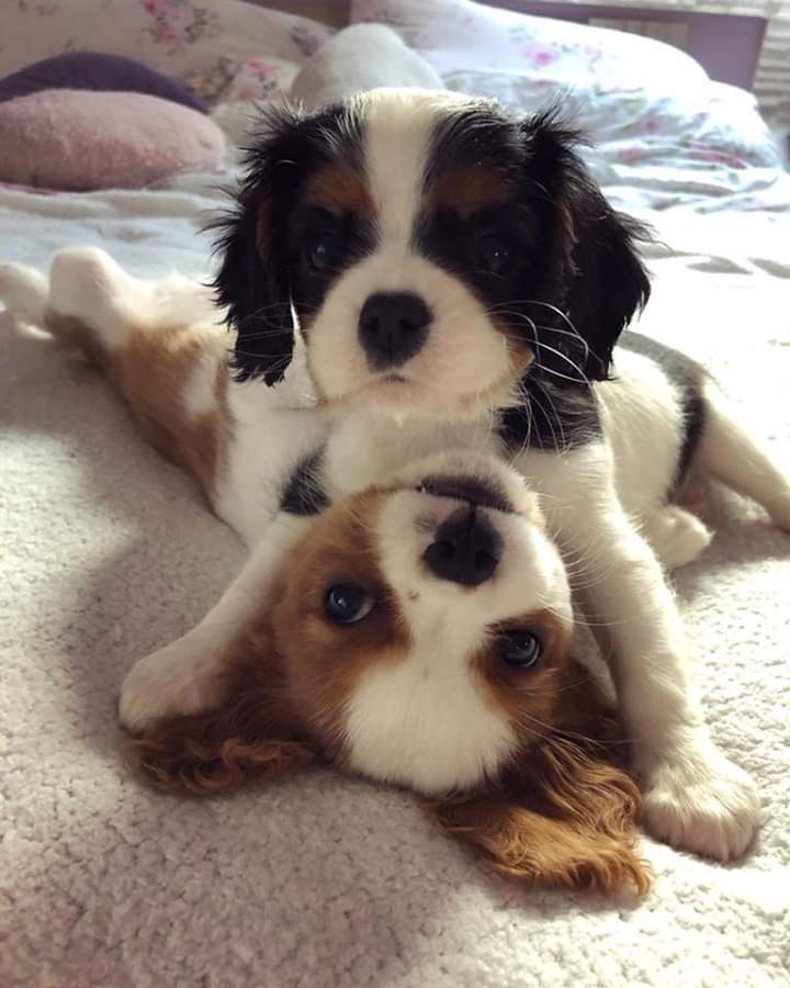 doggys?
