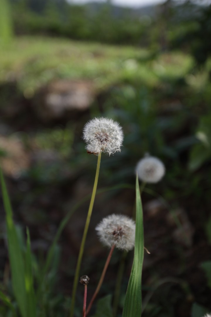 Plant