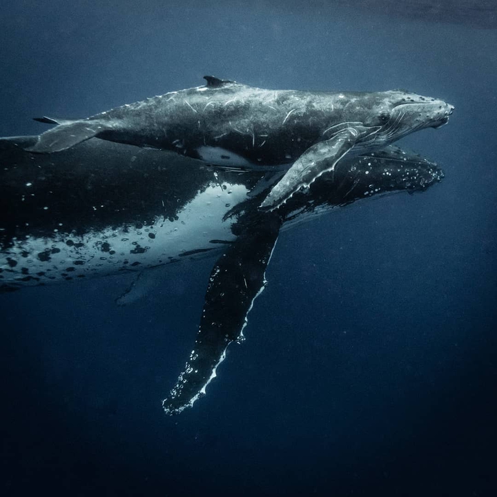 Whale