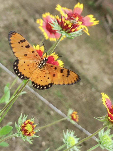 шпалери polygonia, plant