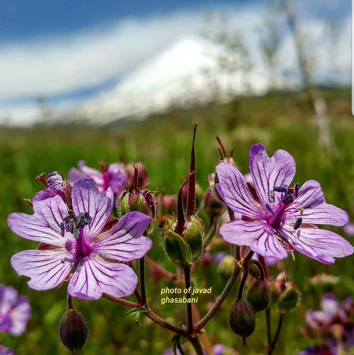 دشت لار - طبیعت زیبای دماوند