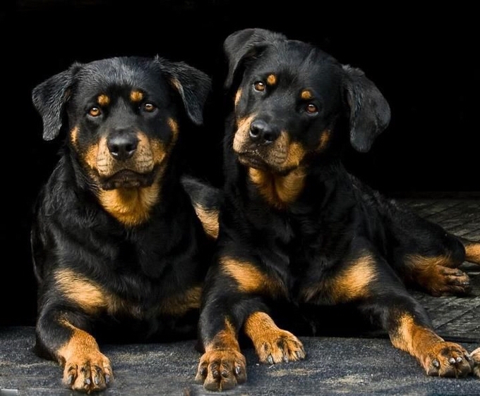 wonderful dogs