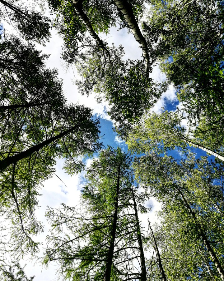 Forest