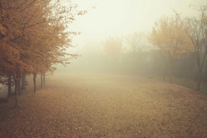 Forêt dans le brouillard