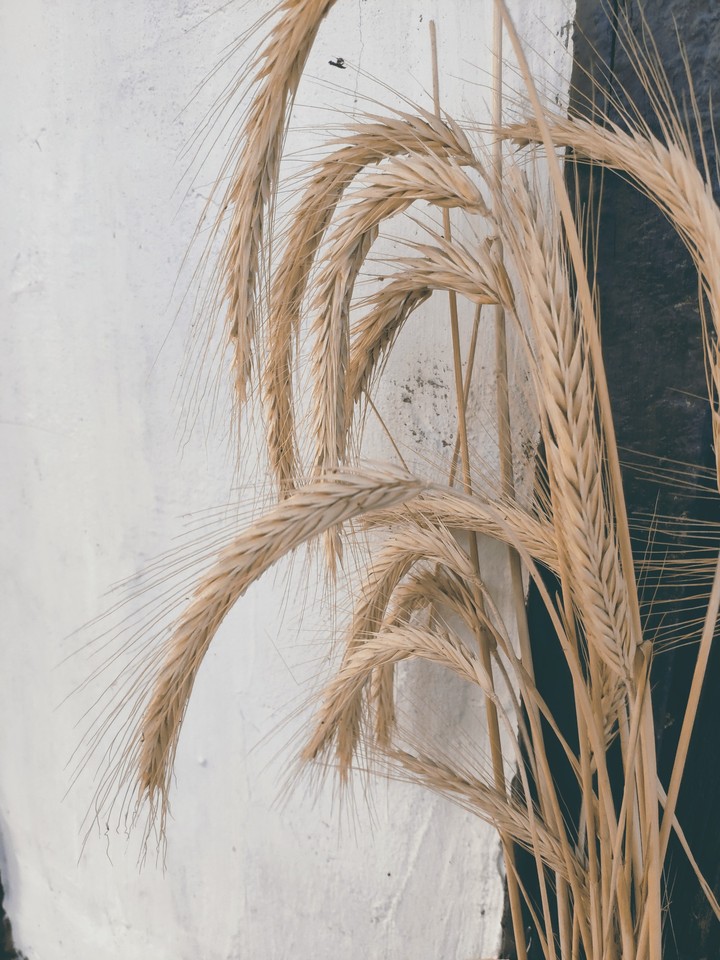Wheat