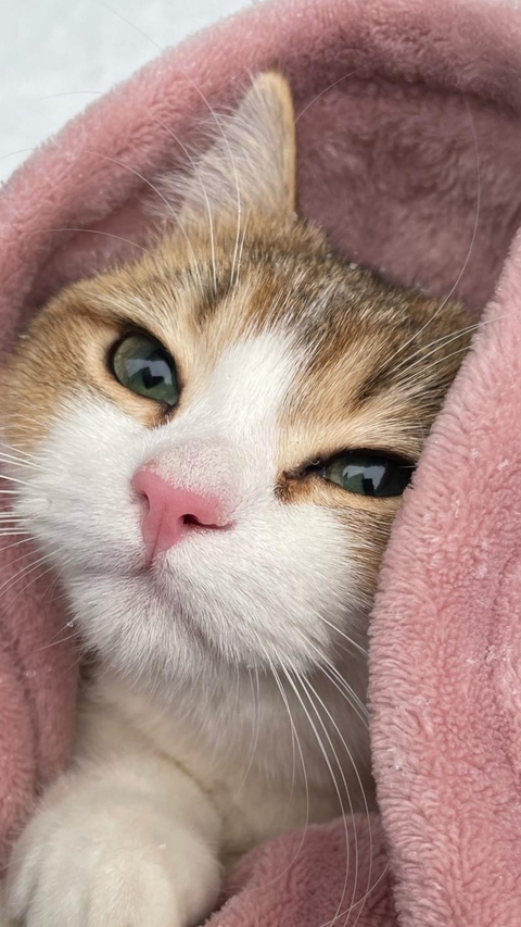 fondos de pantalla cat, Close-up