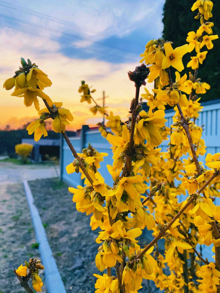 Yellow flowers