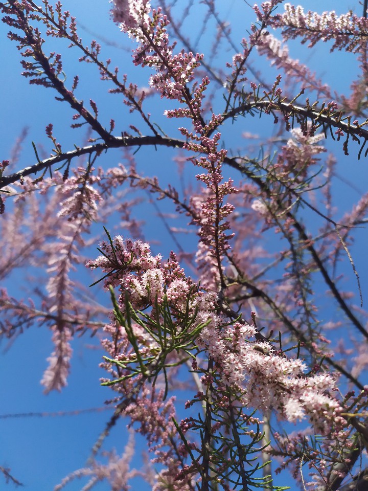 #spring#