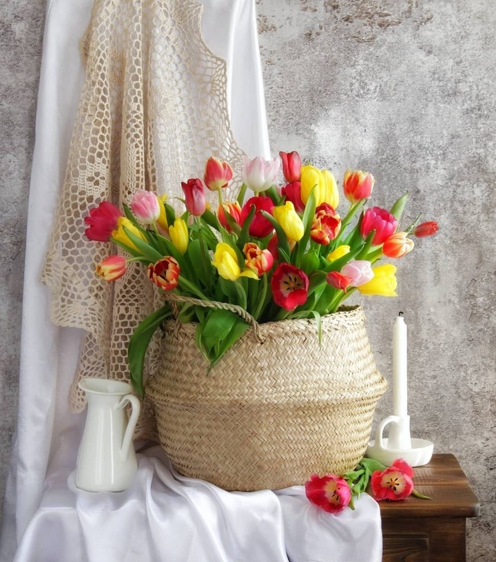 my tulips...