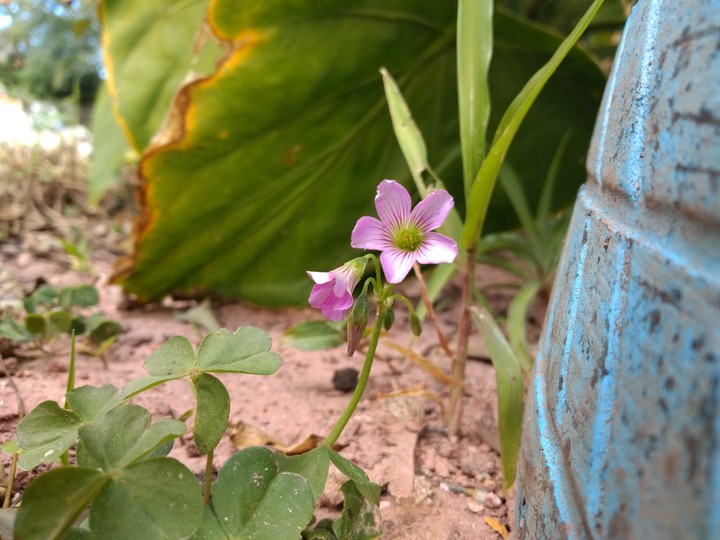 Flor