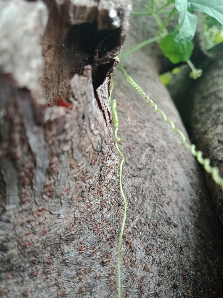 wood