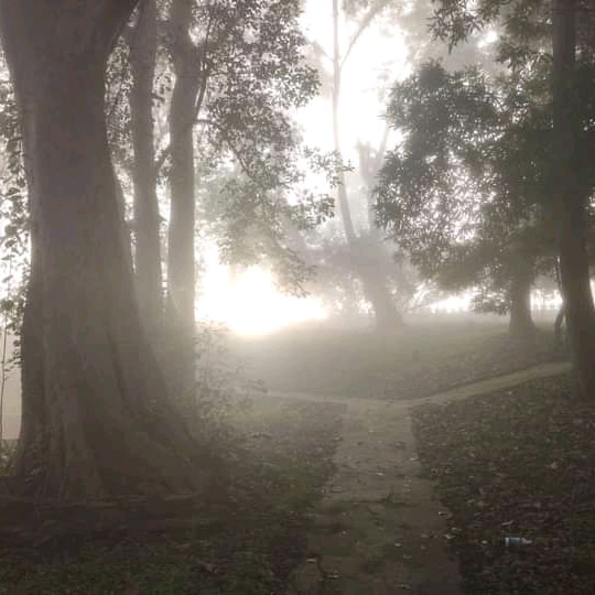 Misty Morning