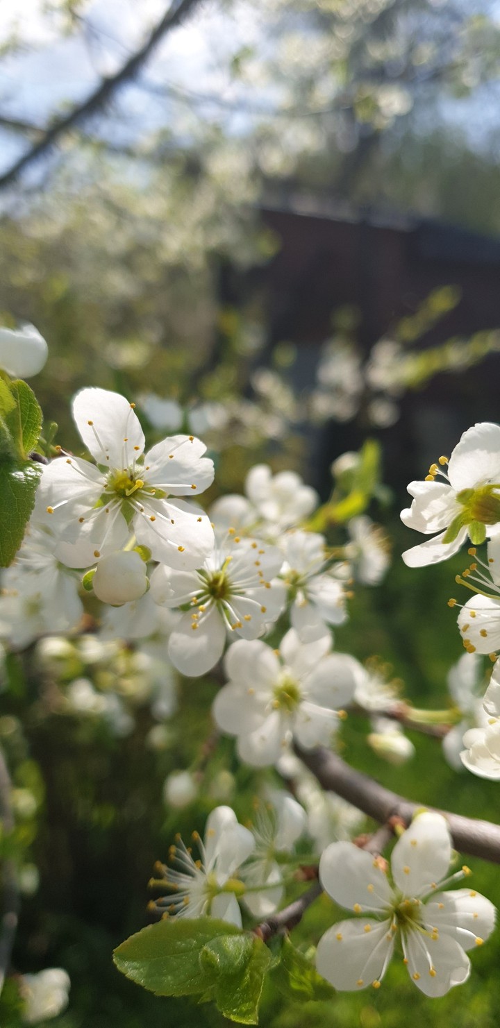 bloom