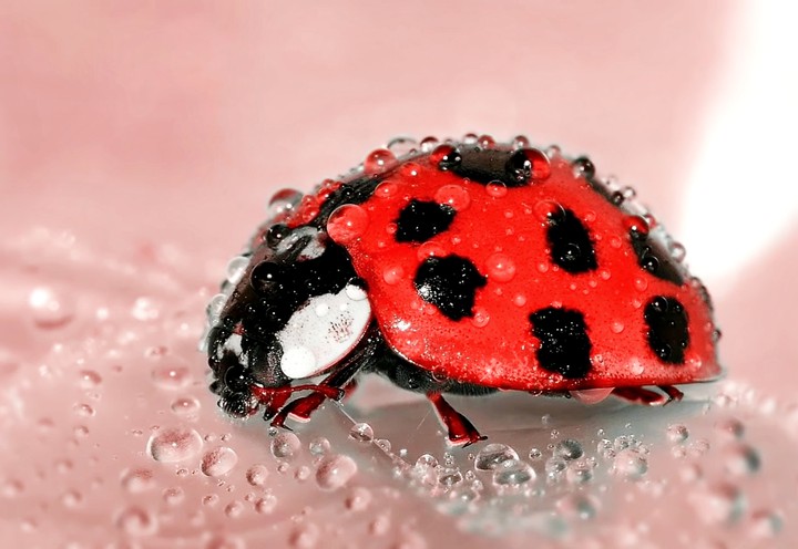 insect